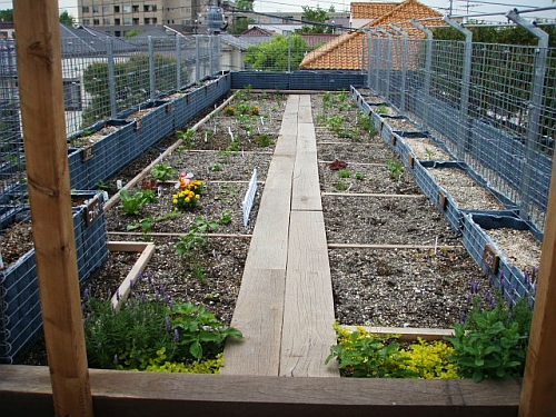 屋上菜園