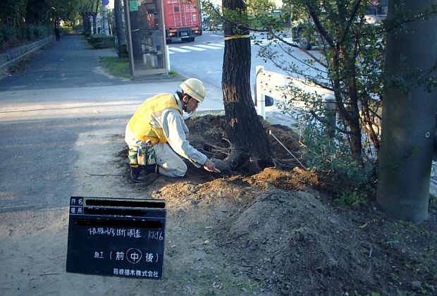 樹木診断